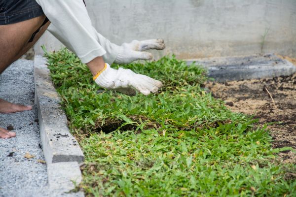 Ground Cover Planting in Jupiter