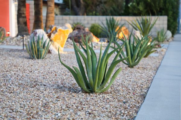 Drought Resistant Landscaping in Jupiter