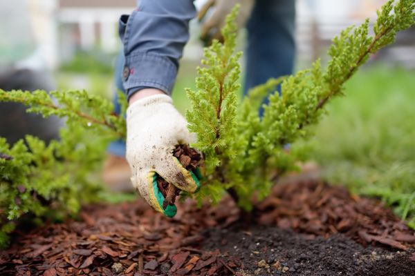 Church Mulching in Jupiter