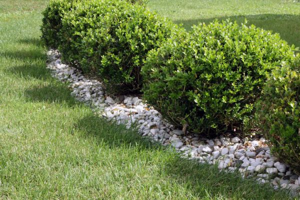 Boxwood Planting in Jupiter
