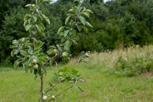 Apple Tree Planting in Jupiter