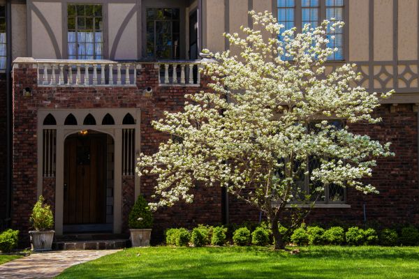 Dogwood Tree Planting in Jupiter